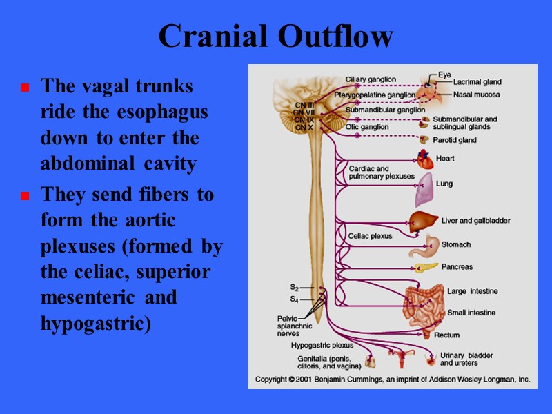 Cranial Outflow The vagal trunks ride the esophagus down to enter the abdominal cavity